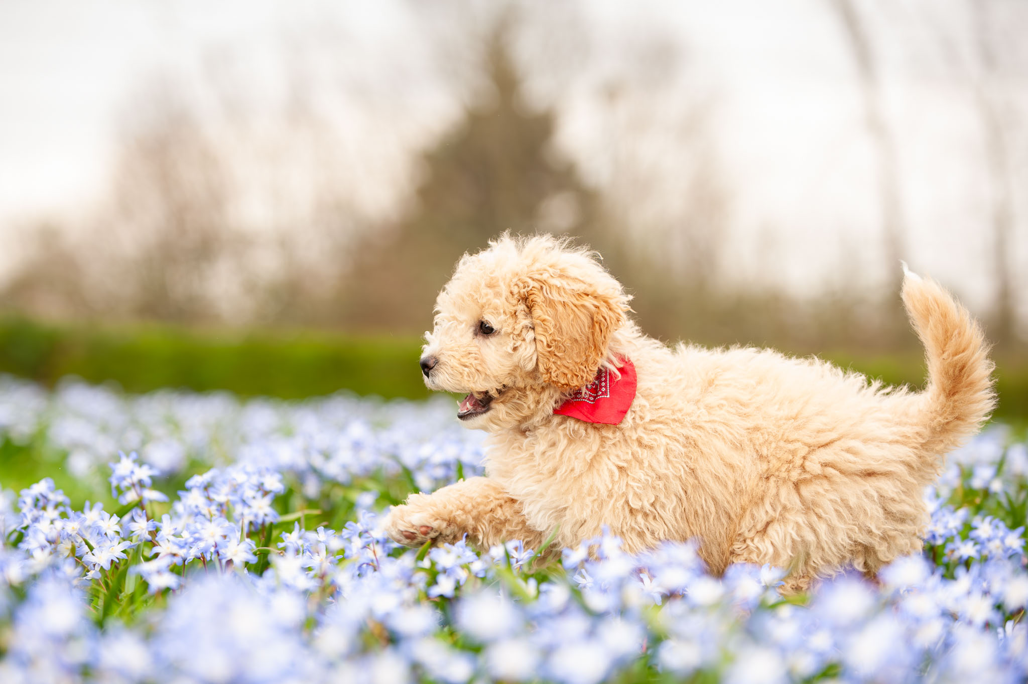 Sandy tussen de lentebloemen