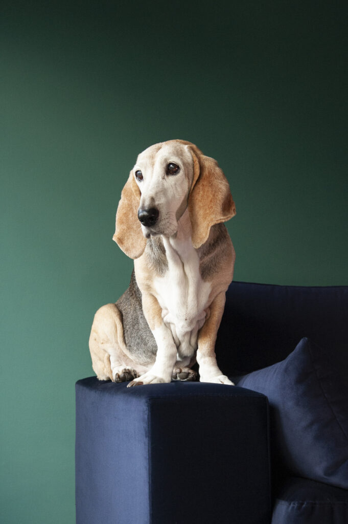 Drambuie — Basset Artésien Normand