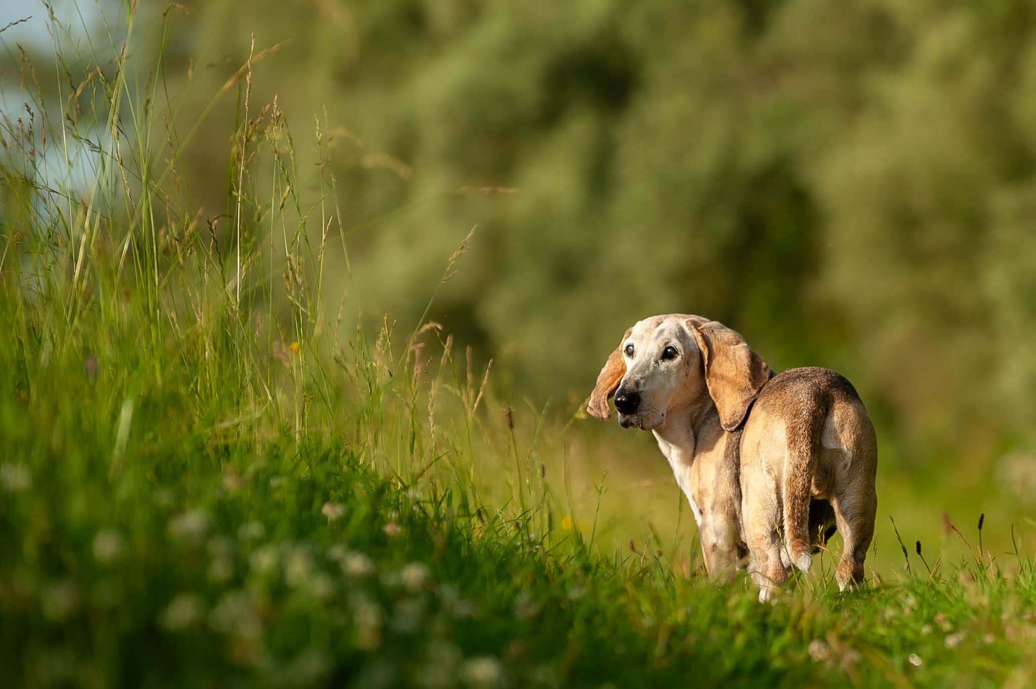 Drambuie — Basset Artésien Normand