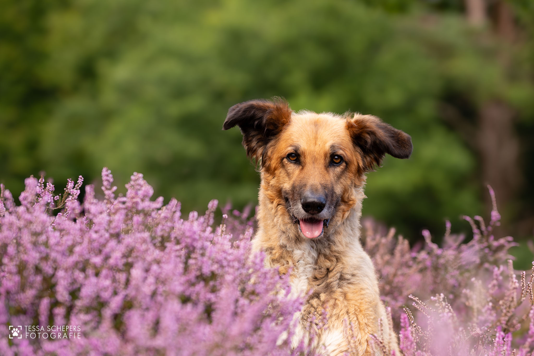 Nina op de paarse heide, Hilversum