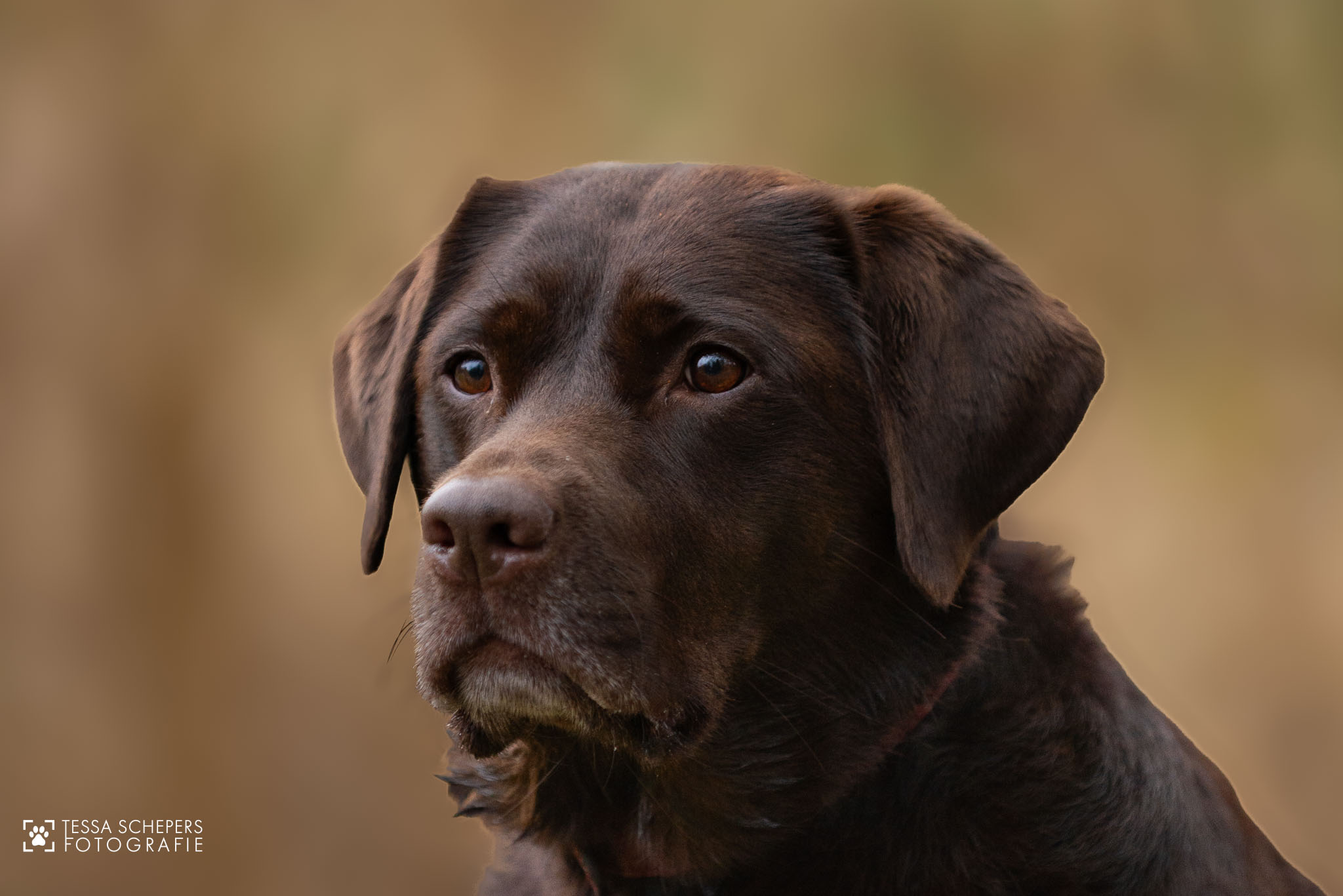 Lola, Labrador, portret close-up