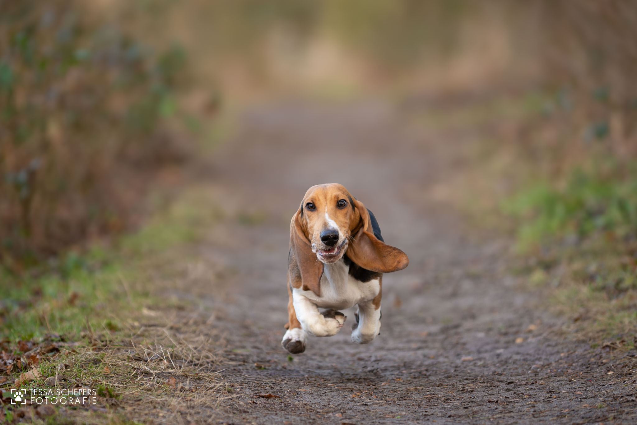 Guus, Basset Artésien Normand 5 maanden, in volle sprint op het bospad