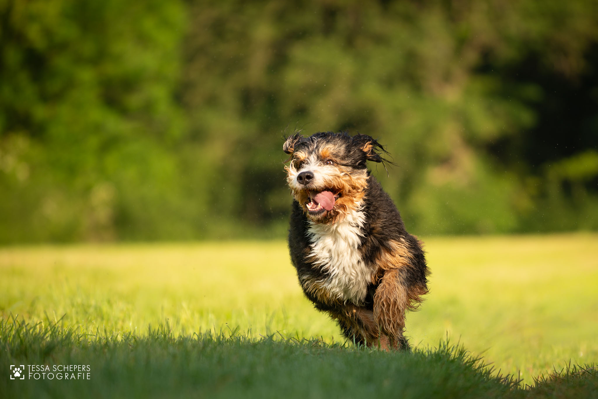 Bommel in het Amsterdamse Bos