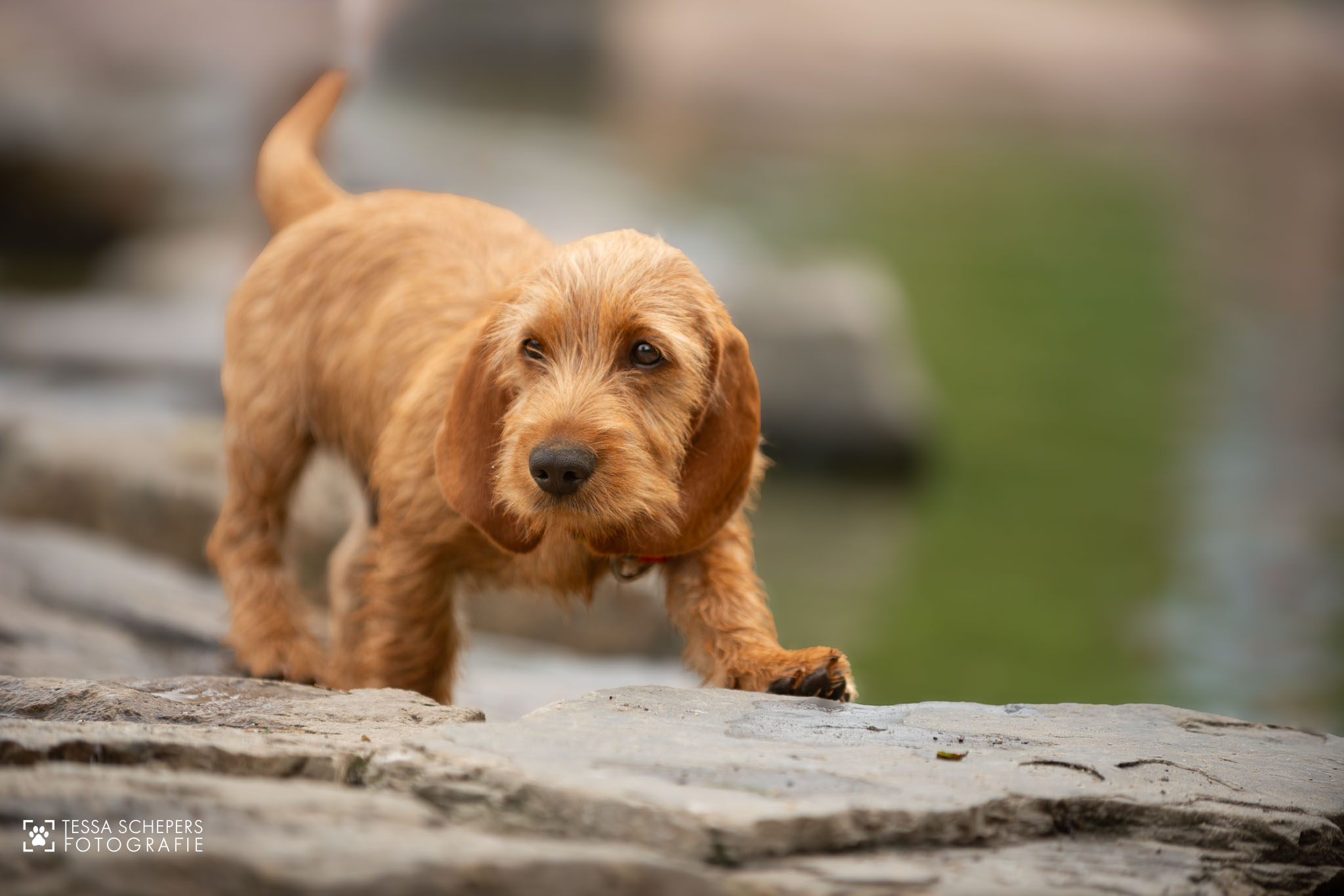 Basset Fauve de Bretagne